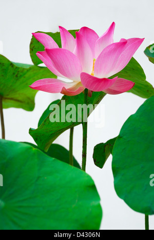 Rosa Seerose Blumen blühen auf weißem Hintergrund Stockfoto