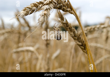 Vier-Punkt-Orb-Weaver Araneus Quadratus Spider Web zwischen Ähren. Stockfoto