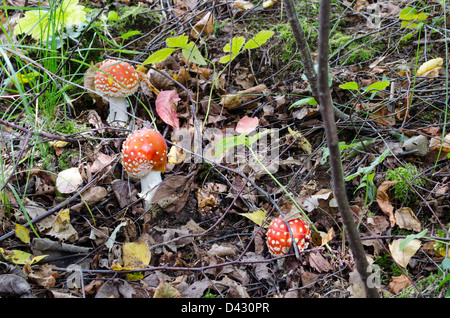 rot, natürliche vergiften Fliegenpilz-Pilze im Wald wachsen. Stockfoto