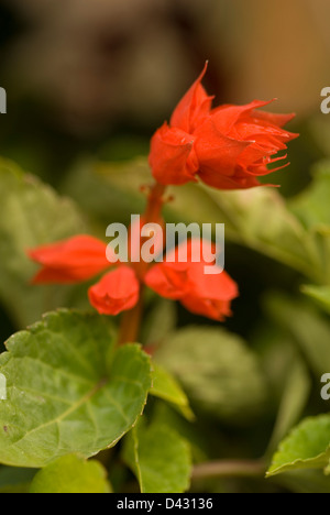 Scarlet-Salbei Salvia Splendens, Labiateae Stockfoto