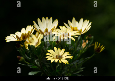 Osteospermum Blüten bekannt als afrikanischer oder Cape Gänseblümchen Stockfoto