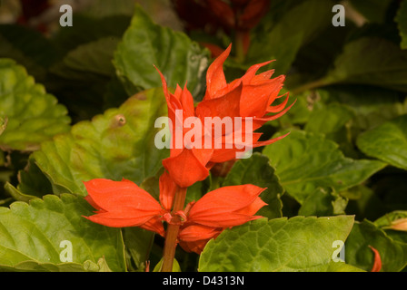 Scarlet-Salbei Salvia Splendens, Labiateae Stockfoto