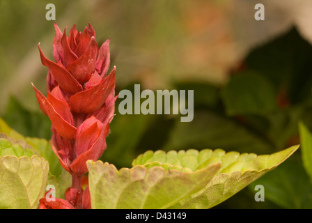 Scarlet-Salbei Salvia Splendens, Labiateae Stockfoto