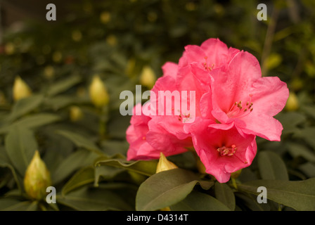 Rhododendron SP 'Roseum Elegans', Azalee, Ericaceae. Stockfoto