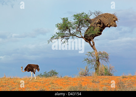 Ein Strauß (Struthio Camelus) und einer Akazie auf einer roten Sanddüne, Kalahari-Wüste, Südafrika Stockfoto