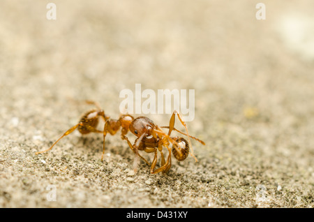 Red Ant Stockfoto