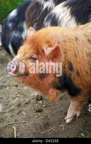 Kune Kune Ferkel in Dorset im Februar Stockfoto