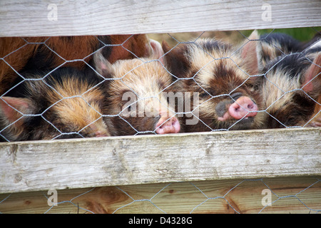 Kune Kune Ferkel Durchsicht Drahtzaun in Dorset im Februar Stockfoto