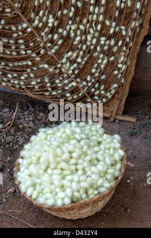 Seidenraupen-Kokons aus einem Bambusrahmen bei der Herstellung von Seide über eine indische Farm zu sammeln. Andhra Pradesh, Indien Stockfoto