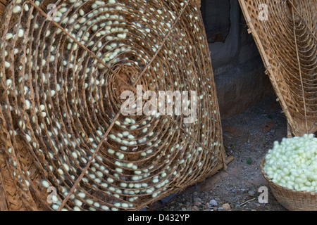 Seidenraupen-Kokons aus einem Bambusrahmen bei der Herstellung von Seide über eine indische Farm zu sammeln. Andhra Pradesh, Indien Stockfoto