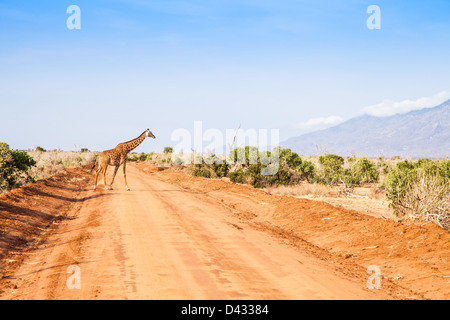 Kenia, Tsavo East National Park. Kostenlose Giraffe im Abendlicht. Stockfoto