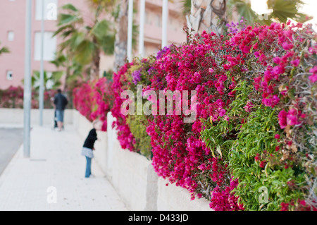 Schöner Zaun lila Blüten Bougainvillea in der Stadt Stockfoto