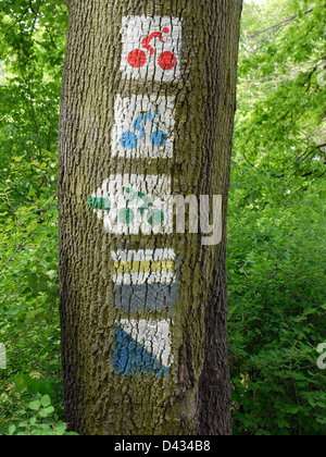 Gruppe von Fahrrad Route Zeichen auf Baumstamm bemalt Stockfoto