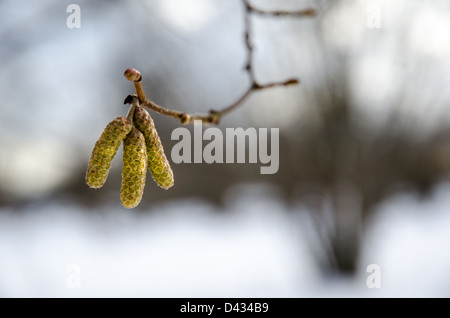 Kätzchen und eine Knospe auf einem braunen Zweig im späten Winter. Ein Zeichen der frühen Frühling. Stockfoto