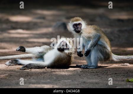 Die Vervet Affen (Chlorocebus Pygerythrus) im Busch im Tsavo West Nationalpark, Kenia, Afrika. Stockfoto