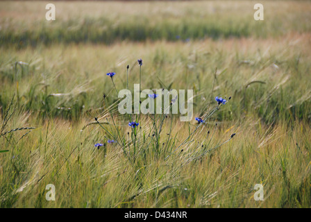 Blaue Kornblumen wächst in einem Feld von Getreide Stockfoto