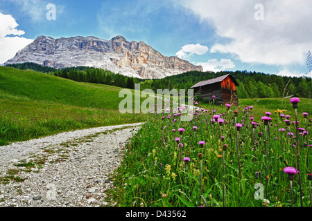 Val Badia Gebirge, Gadertal, Alto Adige, Italien, Natur, Baum Stockfoto