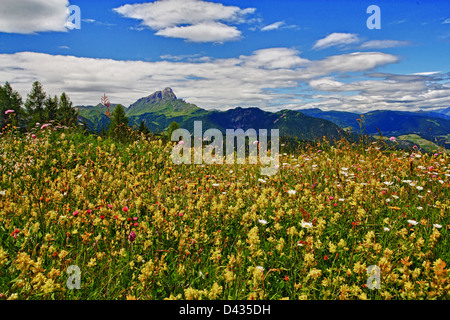 Val Badia Berg, Gadertal, Alto Adige, Italien, Blume, Natur, Stockfoto