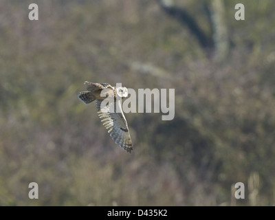 Sumpfohreule im Flug Stockfoto