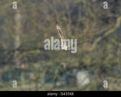 Sumpfohreule im Flug Stockfoto