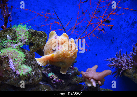 Tropischen Korallenriff Fische im aquarium Stockfoto