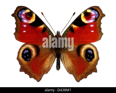 Tagpfauenauge (Inachis Io), isoliert auf weißem Hintergrund Stockfoto