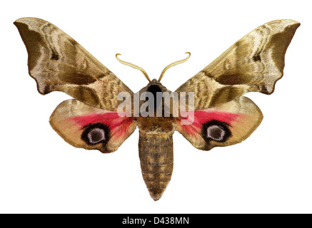 Eyed Hawk-Moth (Smerinthus Ocellatus) Stockfoto
