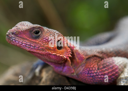 Eine männliche gemeinsame Agama Eidechse (Agama Agama) in der Zucht Färbung, sonnen sich auf einem Felsen in der Masai Mara reserve, Kenia Stockfoto