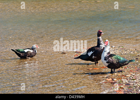 Drei Enten im flachen Wasser stehen Stockfoto