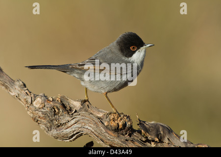 Eine Samtkopfgrasmücke ist ein grauer, schwarzer und weißer Vogel mit roten Augen. Ist sehr klein. Stockfoto