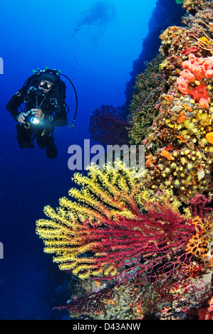 Paramuricea Clavata rot oder großen violetten Gorgonien und Taucher Farbe wechselnden Gorgonie Kroatien Kornati Nationalpark Stockfoto