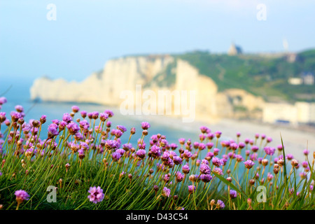 Etretat (Normandie, Frankreich) Landschaft: Armeria Maritima Blume im Vordergrund mit der berühmten Falaise von Etretat Hintergrund Stockfoto