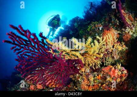 Paramuricea Clavata großen violetten Gorgonien Taucher Farbwechsel Gorgonie Kroatien Mittelmeer Meer Nationalpark Kornati Stockfoto