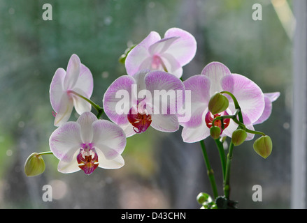 Doppelbelichtung von Orchideen in Moning Stockfoto