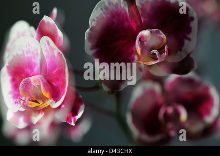 Doppelbelichtung von Orchideen Stockfoto