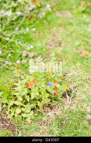 Blaue Blüte Scarlet Pimpernel, Anagallis arvensis Stockfoto