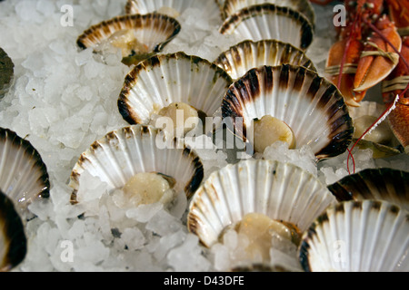 Frische Jakobsmuscheln zu verkaufen Stockfoto