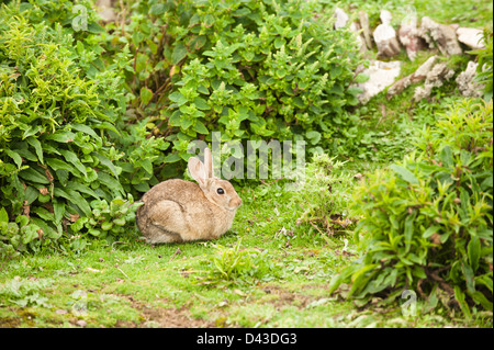 Wildkaninchen Oryctolagus Cuniculus auf Skokholm Island, South Pembrokeshire, Wales, Vereinigtes Königreich Stockfoto