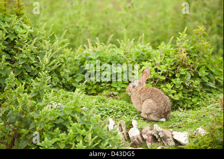 Wildkaninchen Oryctolagus Cuniculus auf Skokholm Island, South Pembrokeshire, Wales, Vereinigtes Königreich Stockfoto