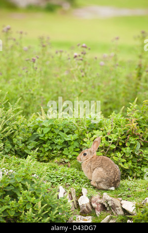 Wildkaninchen Oryctolagus Cuniculus auf Skokholm Island, South Pembrokeshire, Wales, Vereinigtes Königreich Stockfoto