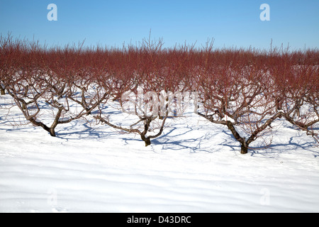 Obstgarten im Winter einstellen, Südwesten, Michigan USA Stockfoto