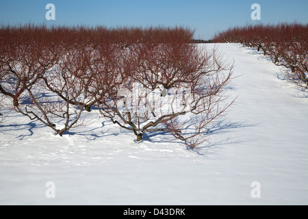 Obstgarten im Winter einstellen, Südwesten, Michigan USA Stockfoto