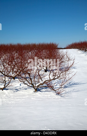 Obstgarten im Winter einstellen, Südwesten, Michigan USA Stockfoto