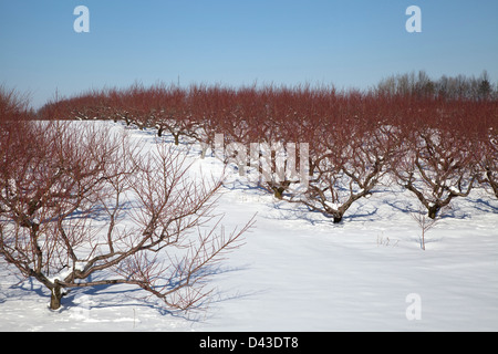 Obstgarten im Winter einstellen, Südwesten, Michigan USA Stockfoto