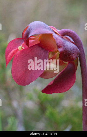 Blume von fleischfressenden nördlichen Schlauchpflanze Sarracenia Purpurea E Nordamerika Stockfoto