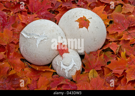 Giant Puffball Pilze (Calvatia Gigantea) nach Regen, Herbst Wald mit rot-Ahorn (Acer Rubrum) lässt im Osten der USA Stockfoto