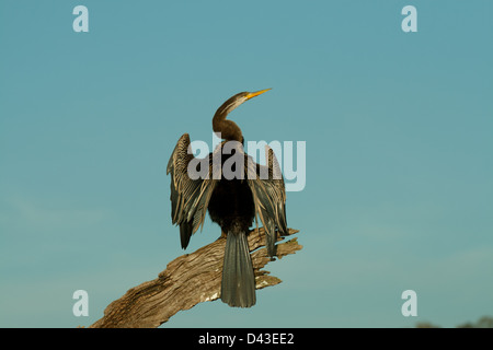 Ein indische Darter Vogel hält seine Flügel ausgestreckt, um zu trocknen, während auf einem Ast zu hocken Stockfoto