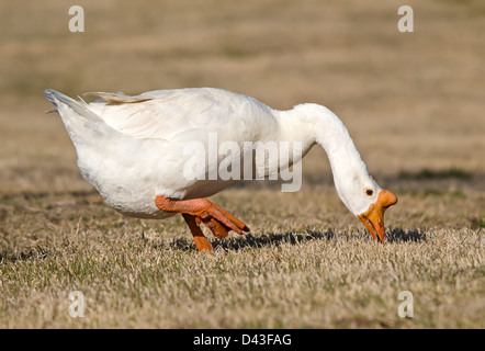 Weiße chinesische Gans auch bekannt als Swan Goose (Anser Cygnoides) Stockfoto