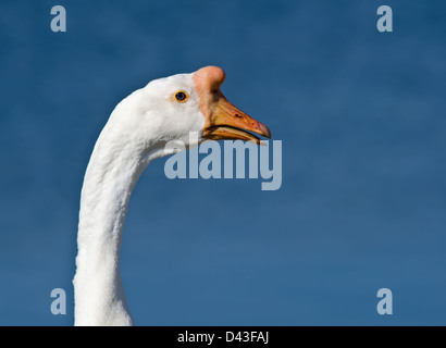 Closeup Portrait der weißen chinesischen Gans Stockfoto