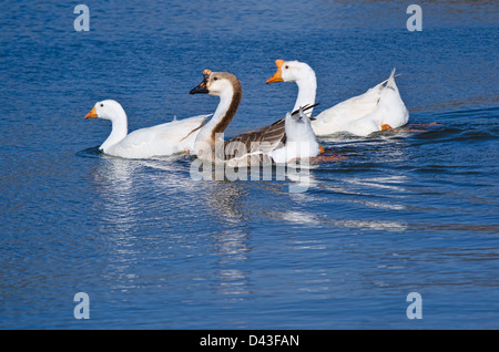 Weiße chinesische Gänse auch bekannt als Schwan Gänse (Anser Cygnoides) Schwimmen im See Stockfoto